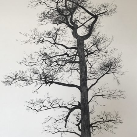 Alder tree (charcoal on paper, 70x100cm, 2018)
